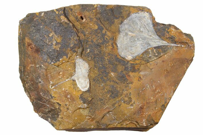 Two Fossil Ginkgo Leaves From North Dakota - Paleocene #262613